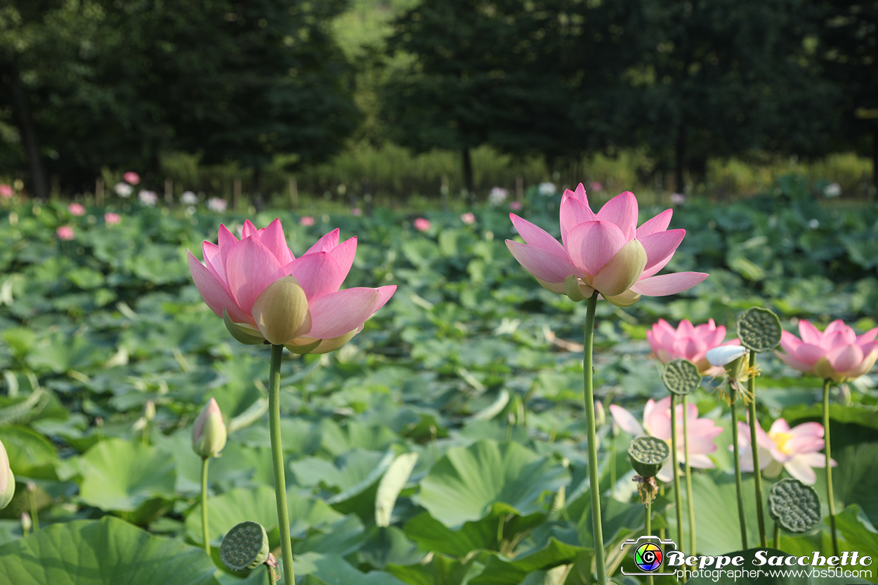 VBS_6558 - Fioritura Loto Laghetto Vezza d'Alba.jpg